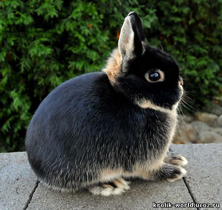 голландский кролик