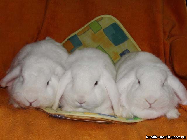 кролики карликовые