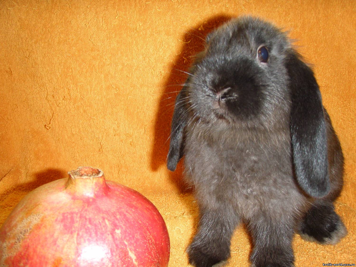 декоративный кролик фото размеры