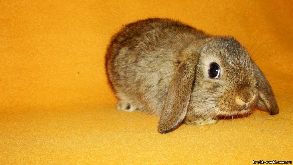 Агути кролик фото