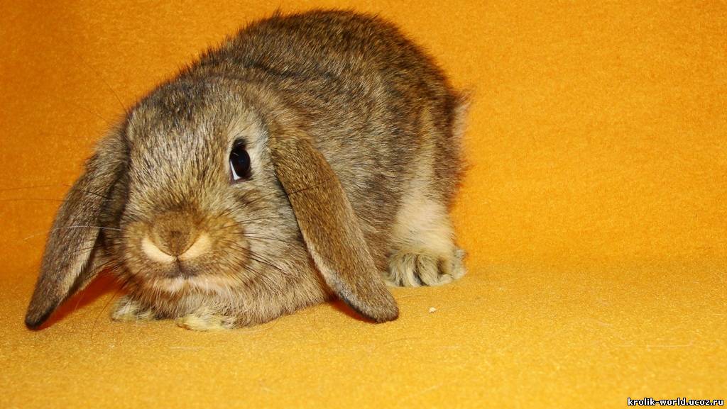 Агути кролик фото